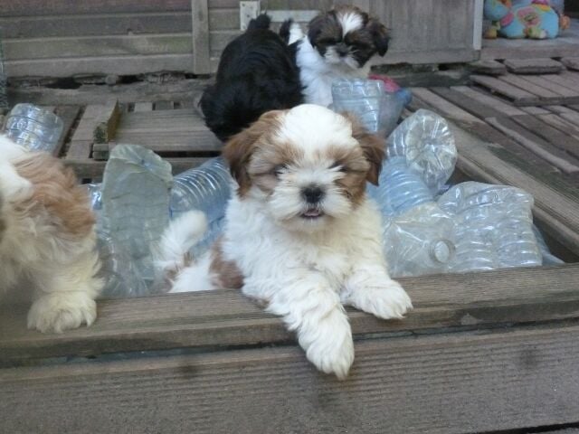 Chiot Shih Tzu des brumes d'aurore