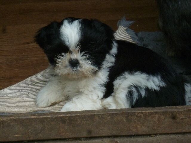 Chiot Shih Tzu des brumes d'aurore