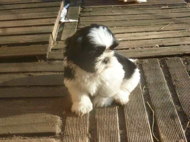 des brumes d'aurore - Shih Tzu - Portée née le 30/09/2016