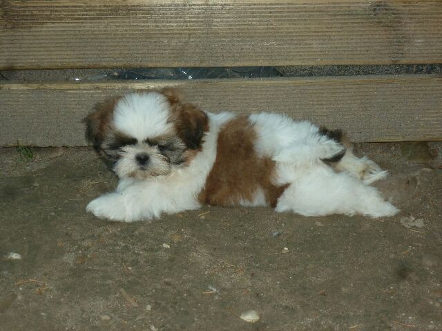 des brumes d'aurore - Shih Tzu - Portée née le 25/05/2018