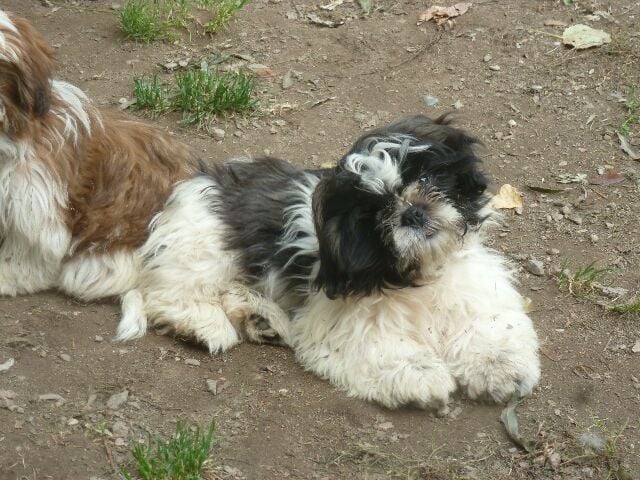 des brumes d'aurore - Shih Tzu - Portée née le 30/05/2018