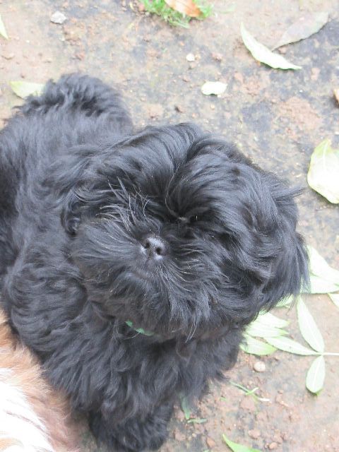 des brumes d'aurore - Shih Tzu - Portée née le 25/07/2022