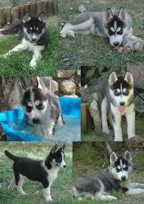 Magic Wolf - chiots husky LOF dispo début Aout