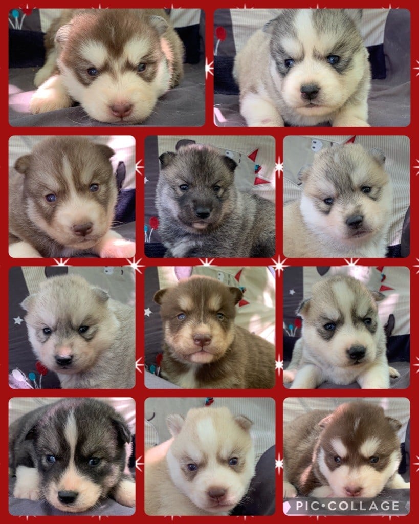 Chiots husky LOF disponibles mi fin juillet 