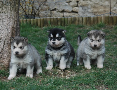 Magic Wolf - Les chiots de Bao El Lobo Delgado et Tampa