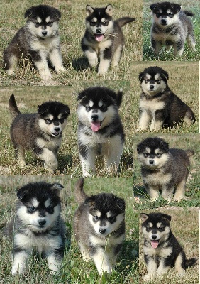 Magic Wolf - Chiots malamutes disponibles mi aout 