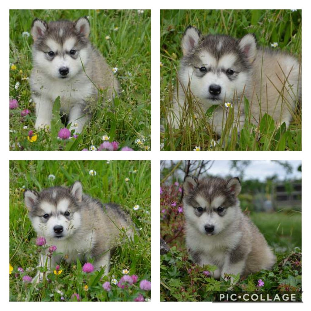 Magic Wolf - Chiots malamutes LOF a réserver pour fin Mai