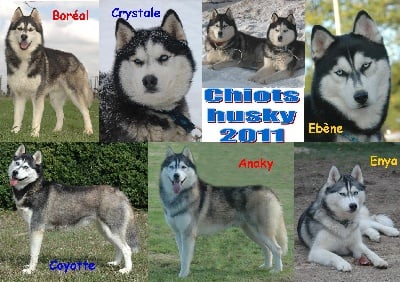 Magic Wolf - Des p'tits loup husky pour mars et mai 2011