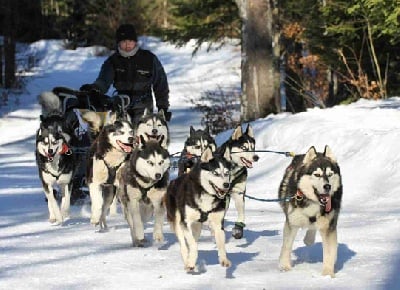 Magic Wolf - Course du Mont Dore