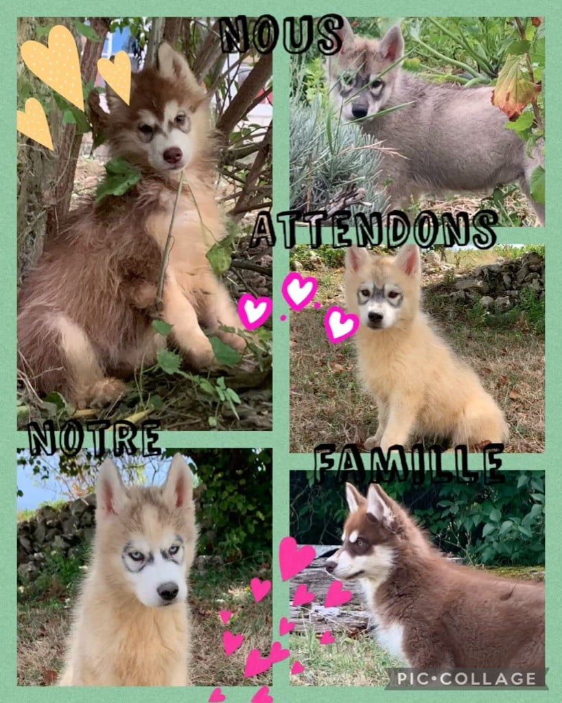 Chiots husky LOF disponible dès maintenant 