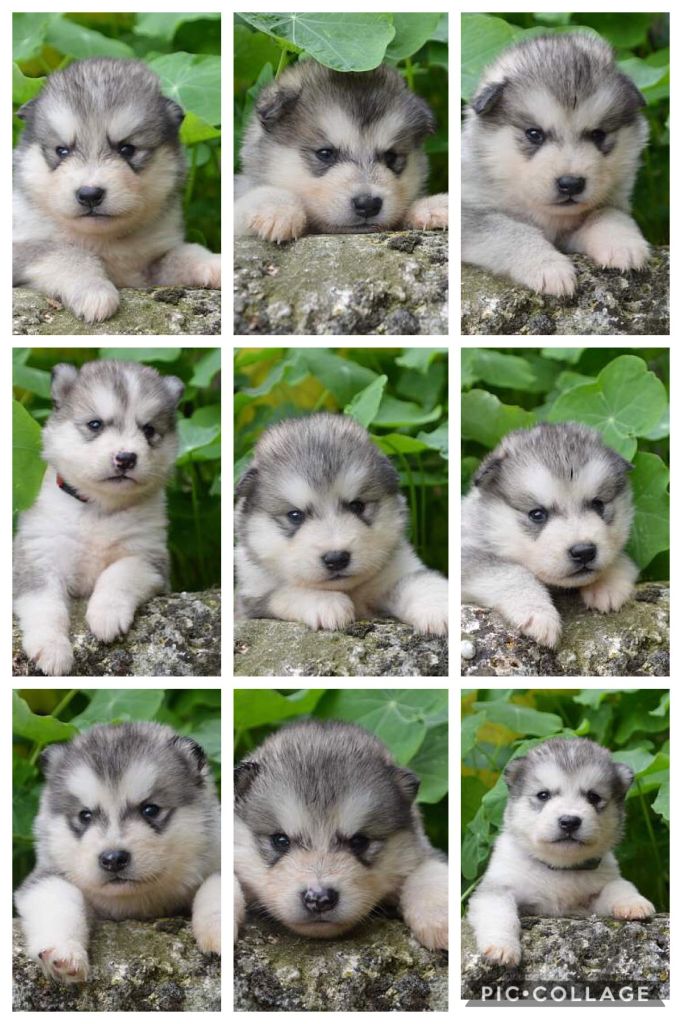 Magic Wolf - Chiots malamute LOF à réserver 