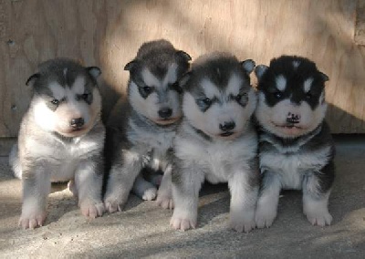 Magic Wolf - chiots malamute LOF disponibles de suite et dans 2 mois.