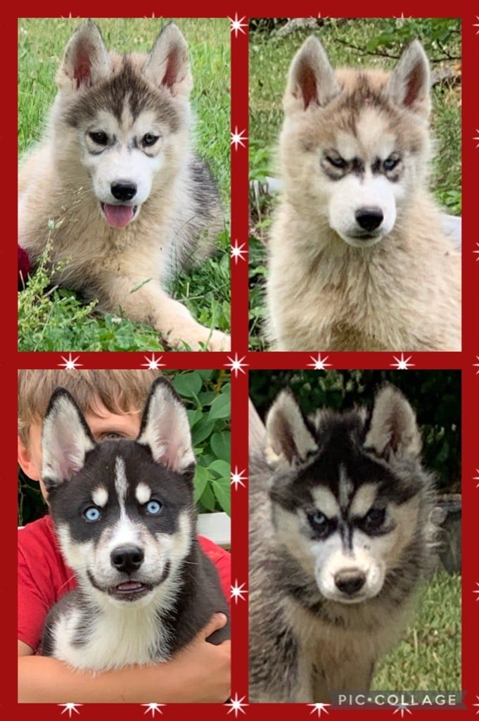 Magic Wolf - Chiots husky LOF disponibles 