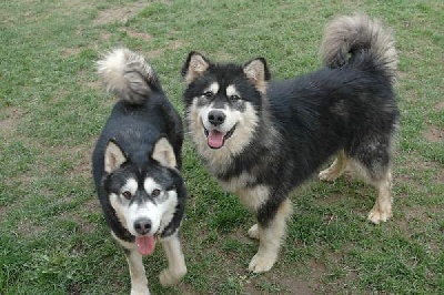 Magic Wolf - Chiots malamutes