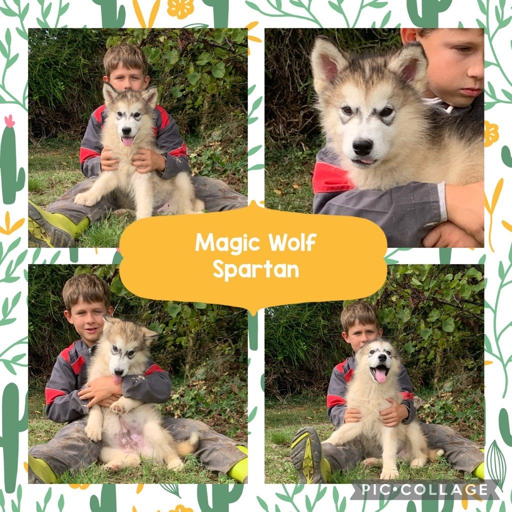 Spartan chiot malamute mâle LOF disponible 