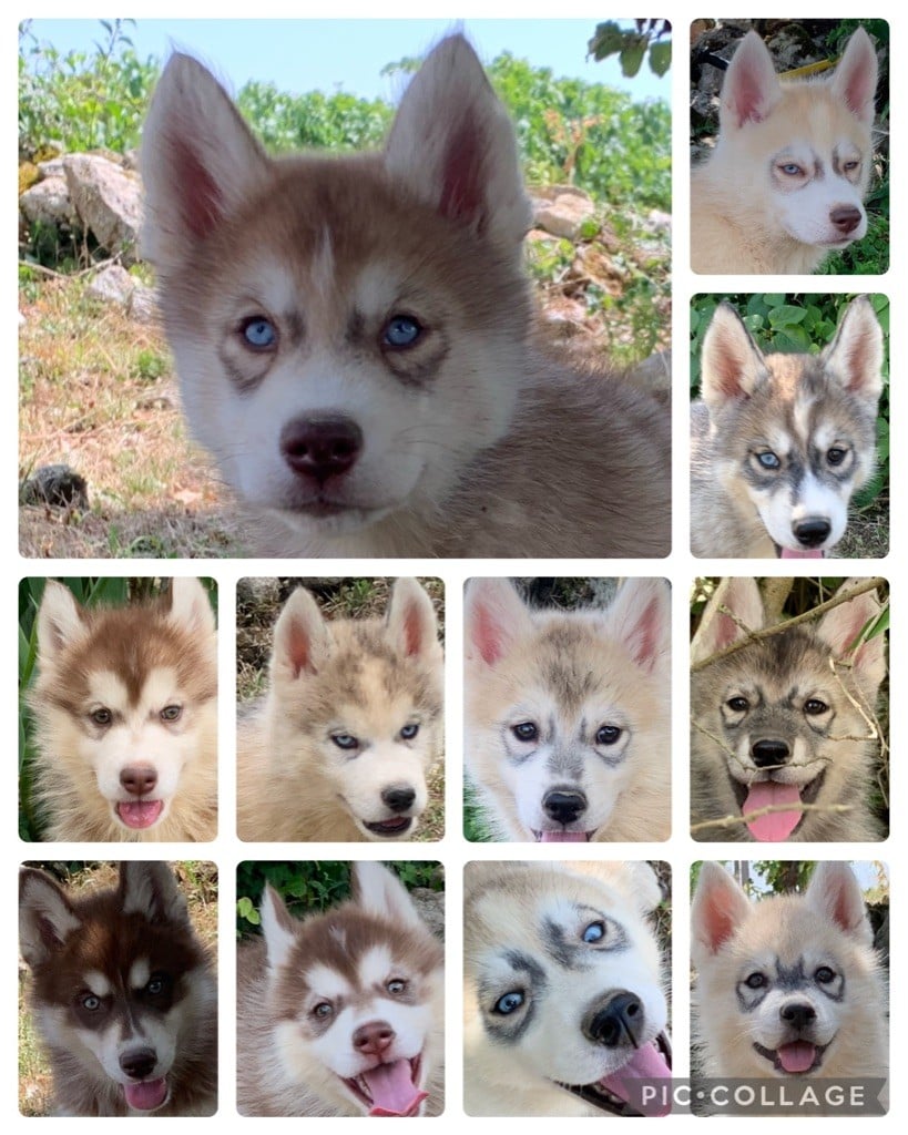 Magic Wolf - Chiots husky LOF disponibles dès maintenant 