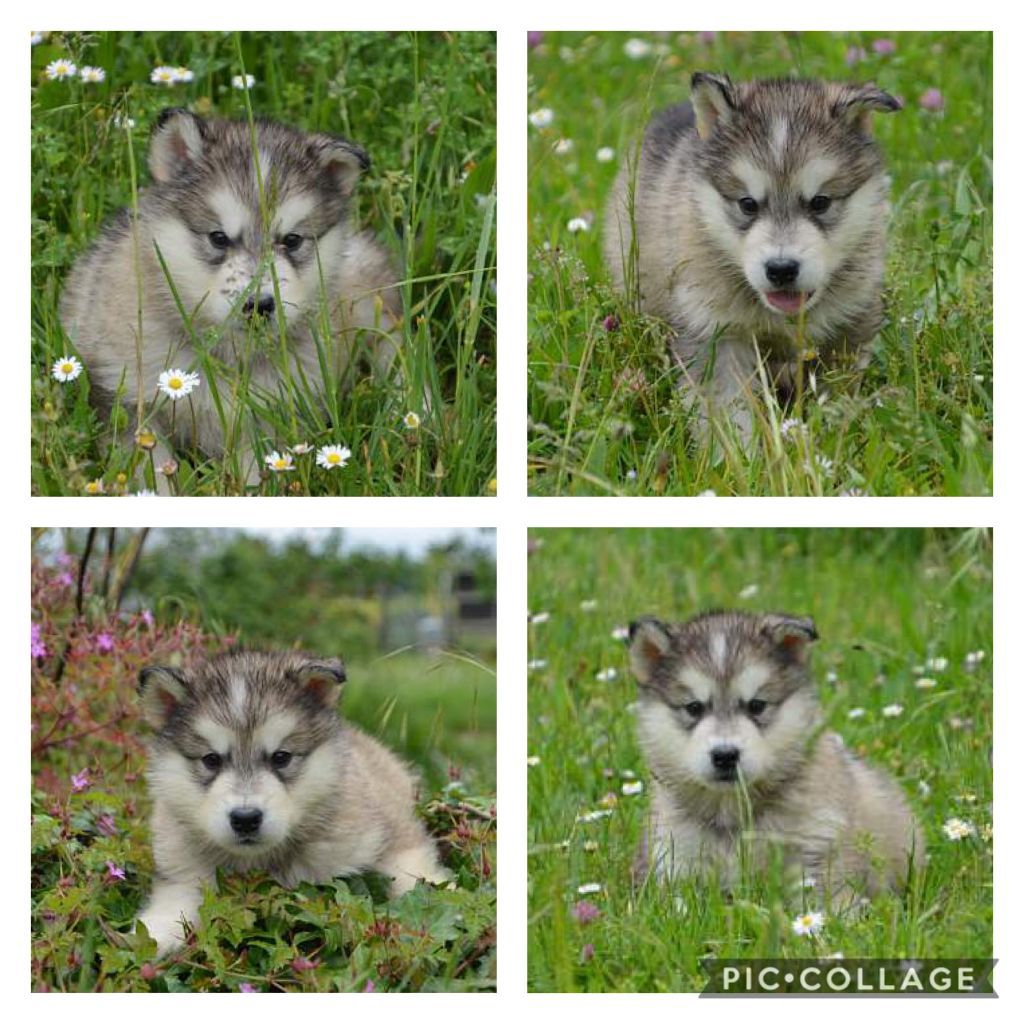 Magic Wolf - Alaskan Malamute - Portée née le 23/03/2020