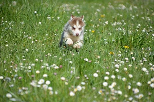 Magic Wolf - Siberian Husky - Portée née le 01/02/2019