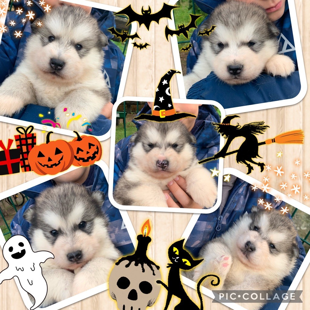 Magic Wolf - Alaskan Malamute - Portée née le 08/10/2021