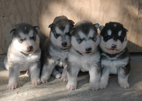 Magic Wolf - Alaskan Malamute - Portée née le 23/09/2010