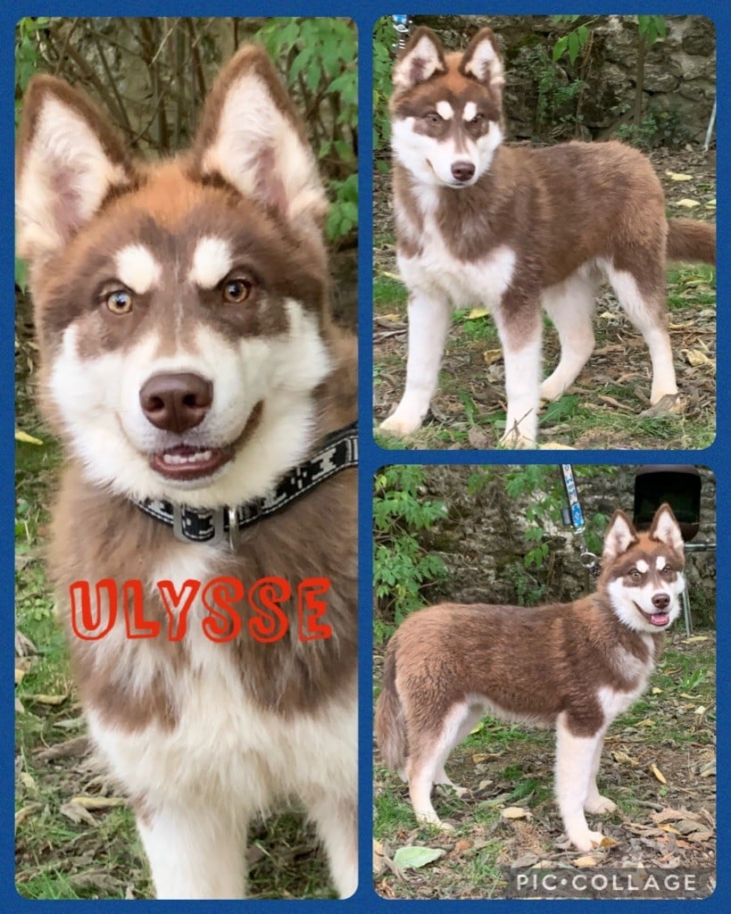 Magic Wolf - Chiots disponibles - Siberian Husky