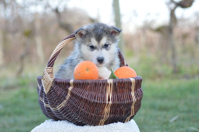 Magic Wolf - Alaskan Malamute - Portée née le 11/11/2015