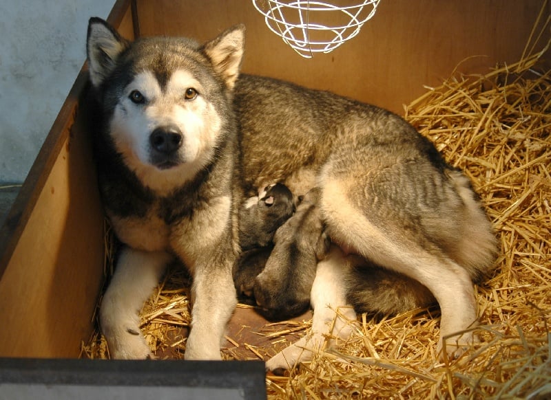 Magic Wolf - Alaskan Malamute - Portée née le 02/02/2010