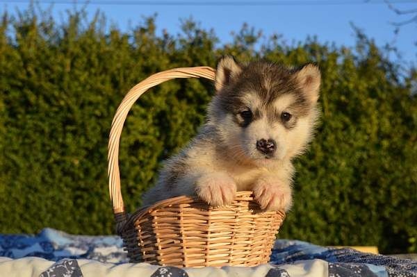 Magic Wolf - Alaskan Malamute - Portée née le 14/11/2014