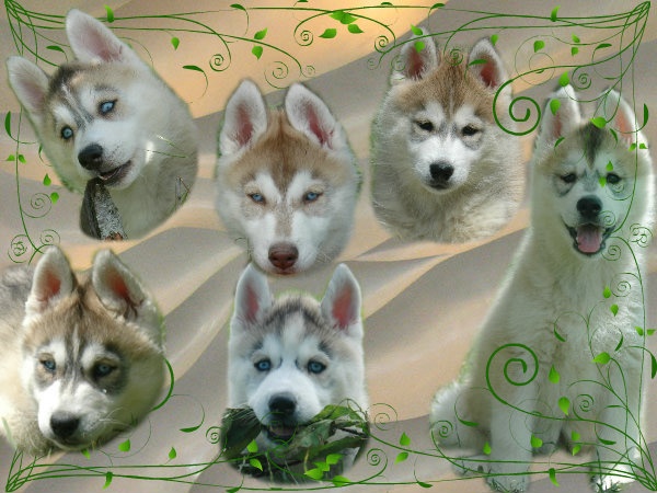 Chiot Siberian Husky Magic Wolf