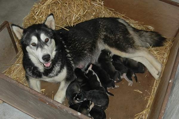 Chiot Alaskan Malamute Magic Wolf