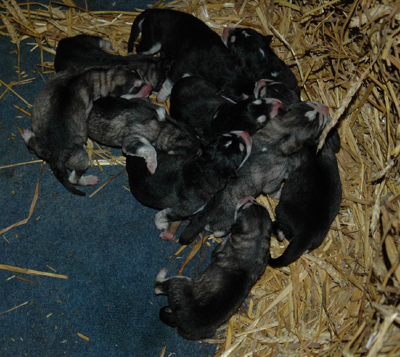 Chiot Alaskan Malamute Magic Wolf