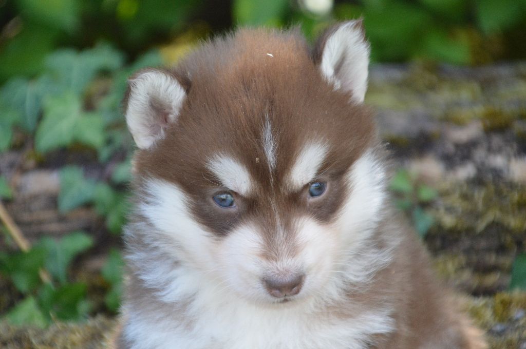 Magic Wolf - Siberian Husky - Portée née le 31/07/2020