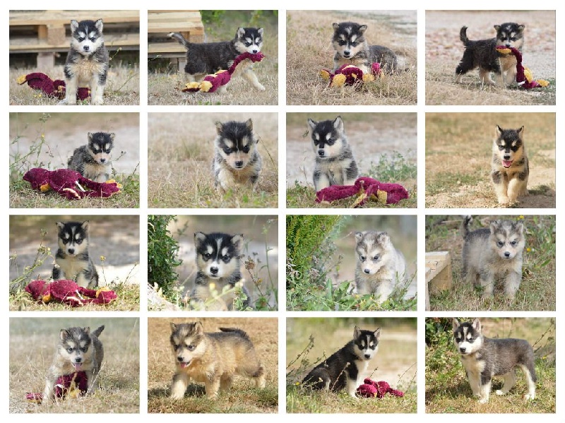 Chiot Alaskan Malamute Magic Wolf