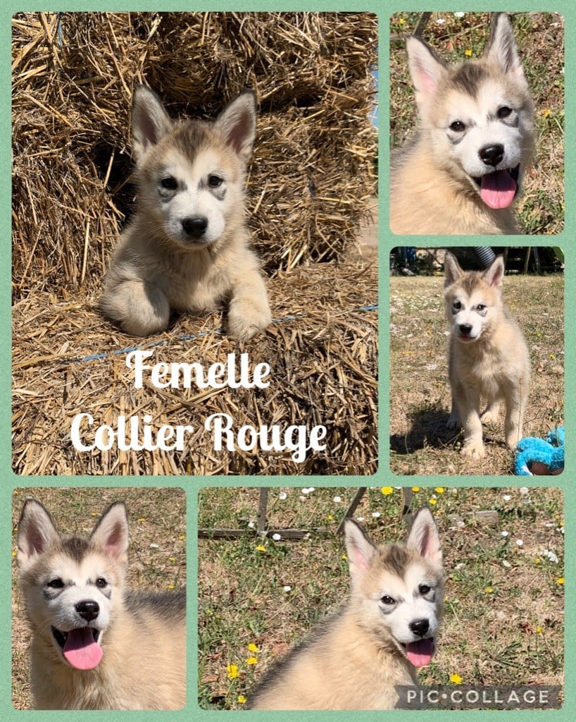 Magic Wolf - Chiots disponibles - Alaskan Malamute