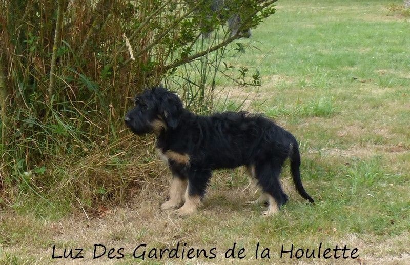 Des Gardiens de la Houlette - Berger de la Serra de Aires - Portée née le 31/03/2015