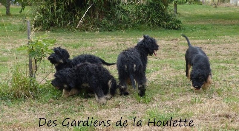 Des Gardiens de la Houlette - Berger de la Serra de Aires - Portée née le 21/03/2015