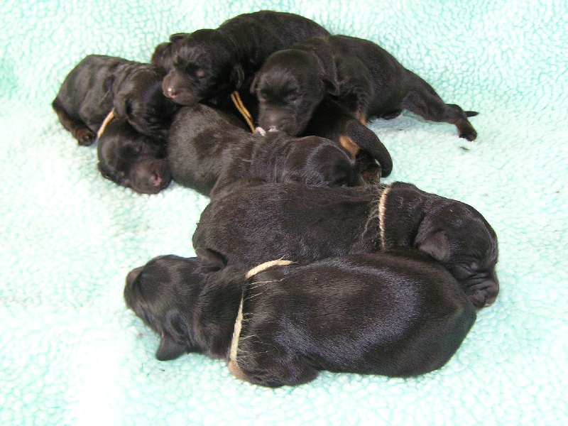 Chiot Berger de la Serra de Aires Des Gardiens de la Houlette