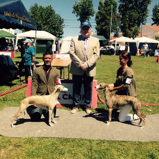 des Carmauries - Exposition " spéciale whippet" Sintra dimanche 26 juillet 2015