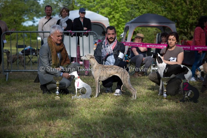 des Carmauries - Nationale d'Elevage du Club Français du Whippet - Ligueil (37) 2015