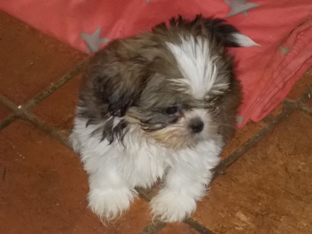 de Cybèle des Can'tzu - Chiots disponibles - Shih Tzu