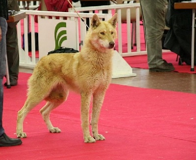 d'Emozioni Breizh - Emozioni Breizh diplomé meilleur élevage de Chien loup de Saarloos