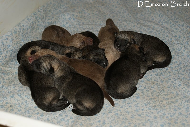 d'Emozioni Breizh - Chien-loup de Saarloos - Portée née le 09/01/2014