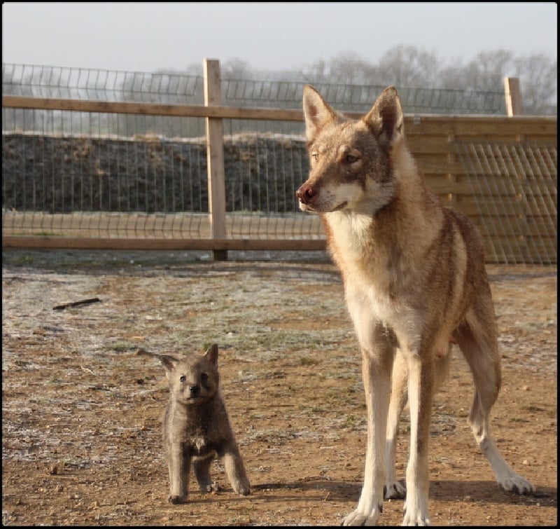 d'Emozioni Breizh - Chien-loup de Saarloos - Portée née le 26/11/2008