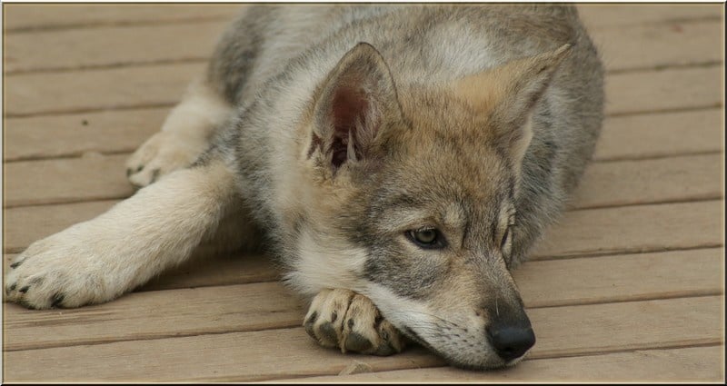 d'Emozioni Breizh - Chien-loup de Saarloos - Portée née le 14/12/2009