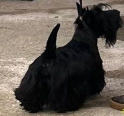 Bébés scottish terrier nés le 02 01 2025