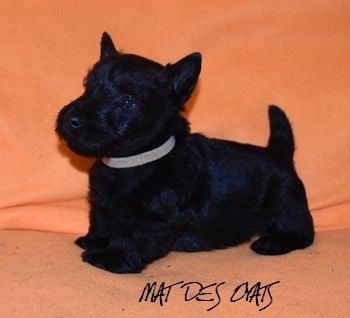 du Mat des Oyats - Chiots disponibles - Scottish Terrier