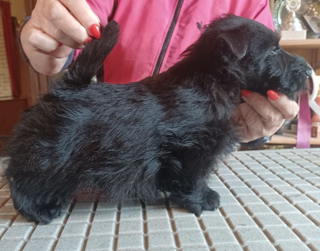 du Mat des Oyats - Chiots disponibles - Scottish Terrier