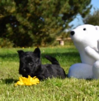 du Mat des Oyats - Scottish Terrier - Portée née le 20/08/2018