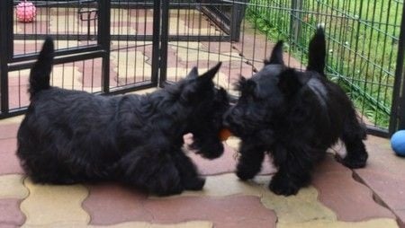 du Mat des Oyats - Chiots disponibles - Scottish Terrier