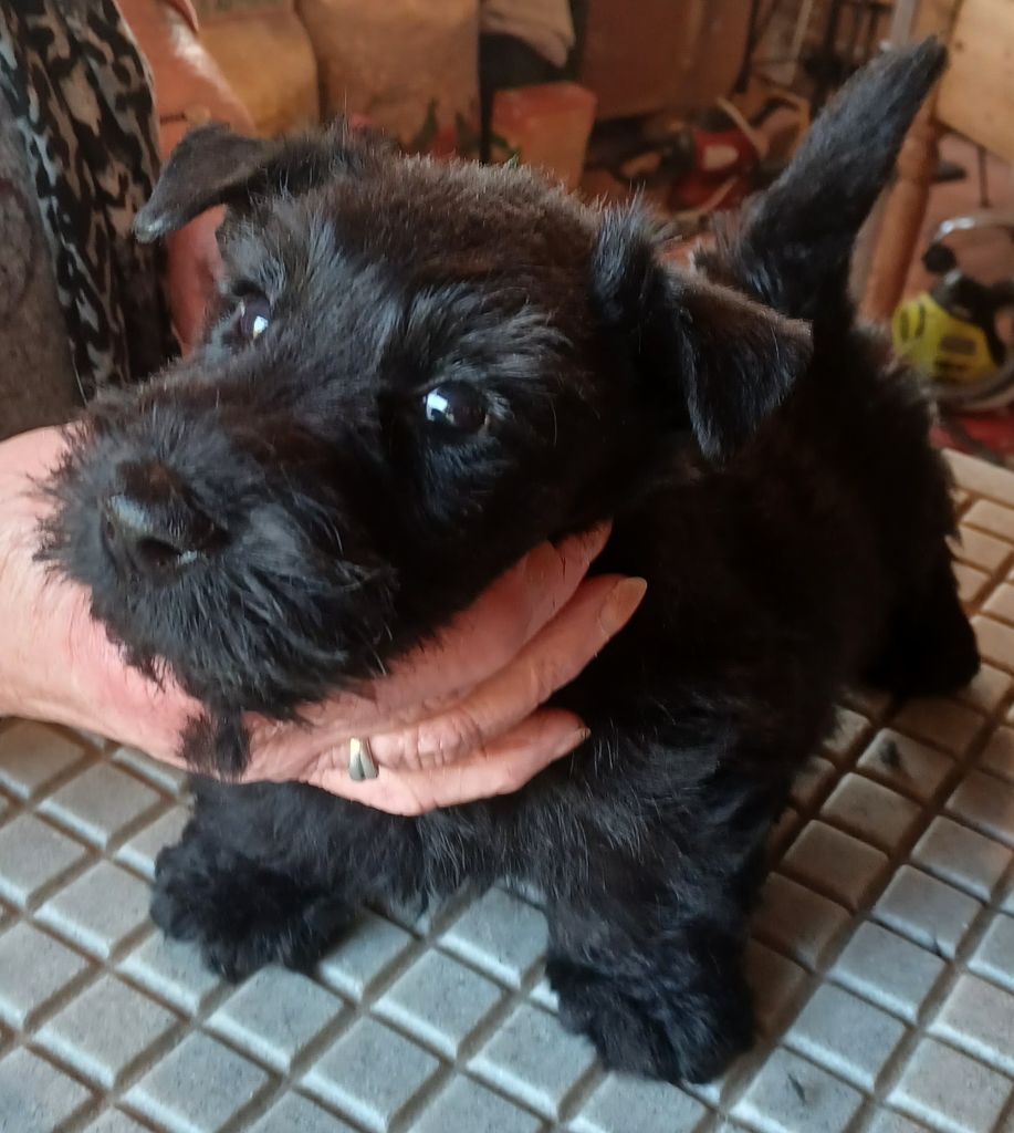 du Mat des Oyats - Chiots disponibles - Scottish Terrier